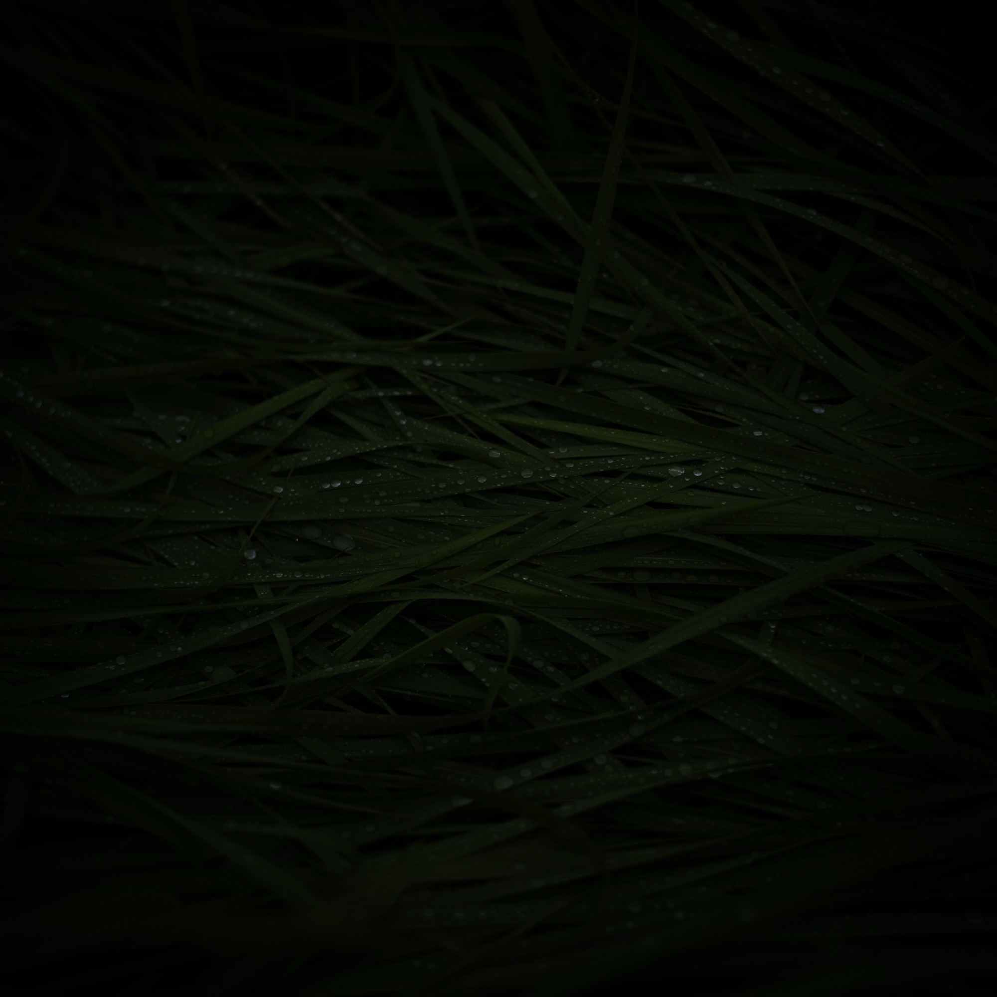 レーベル「SCIRECORDS」を設立